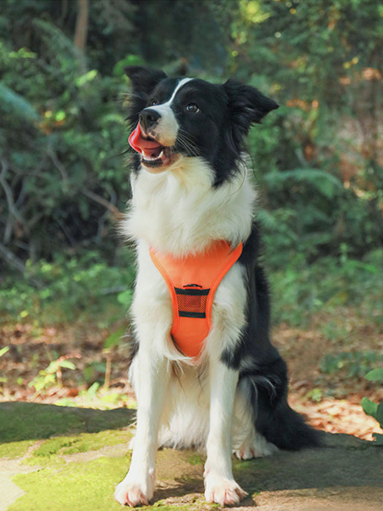 2-in-1 Dog Chest and Back Strap