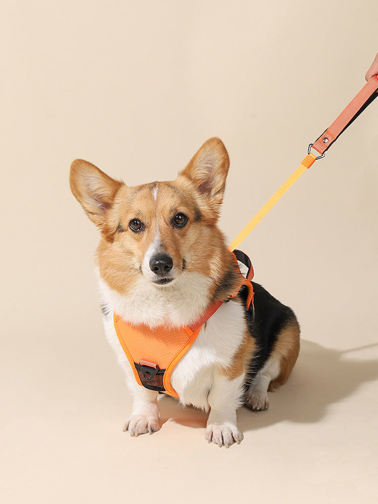 2-in-1 Dog Chest and Back Strap