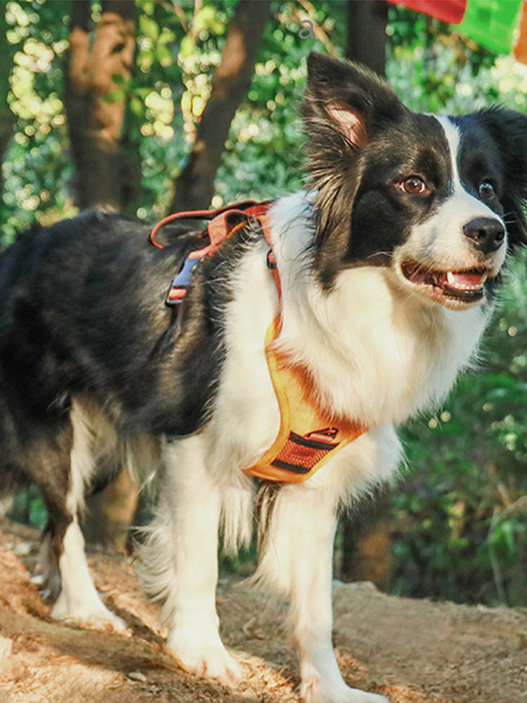 2-in-1 Dog Chest and Back Strap