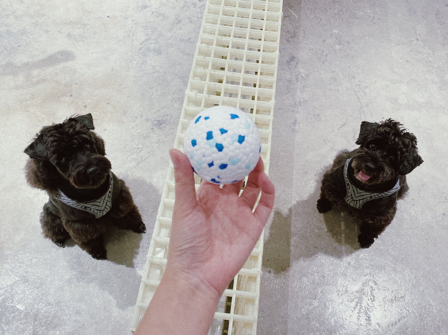 PEACH PIT E-TPU Pet's Chewing Ball Toy