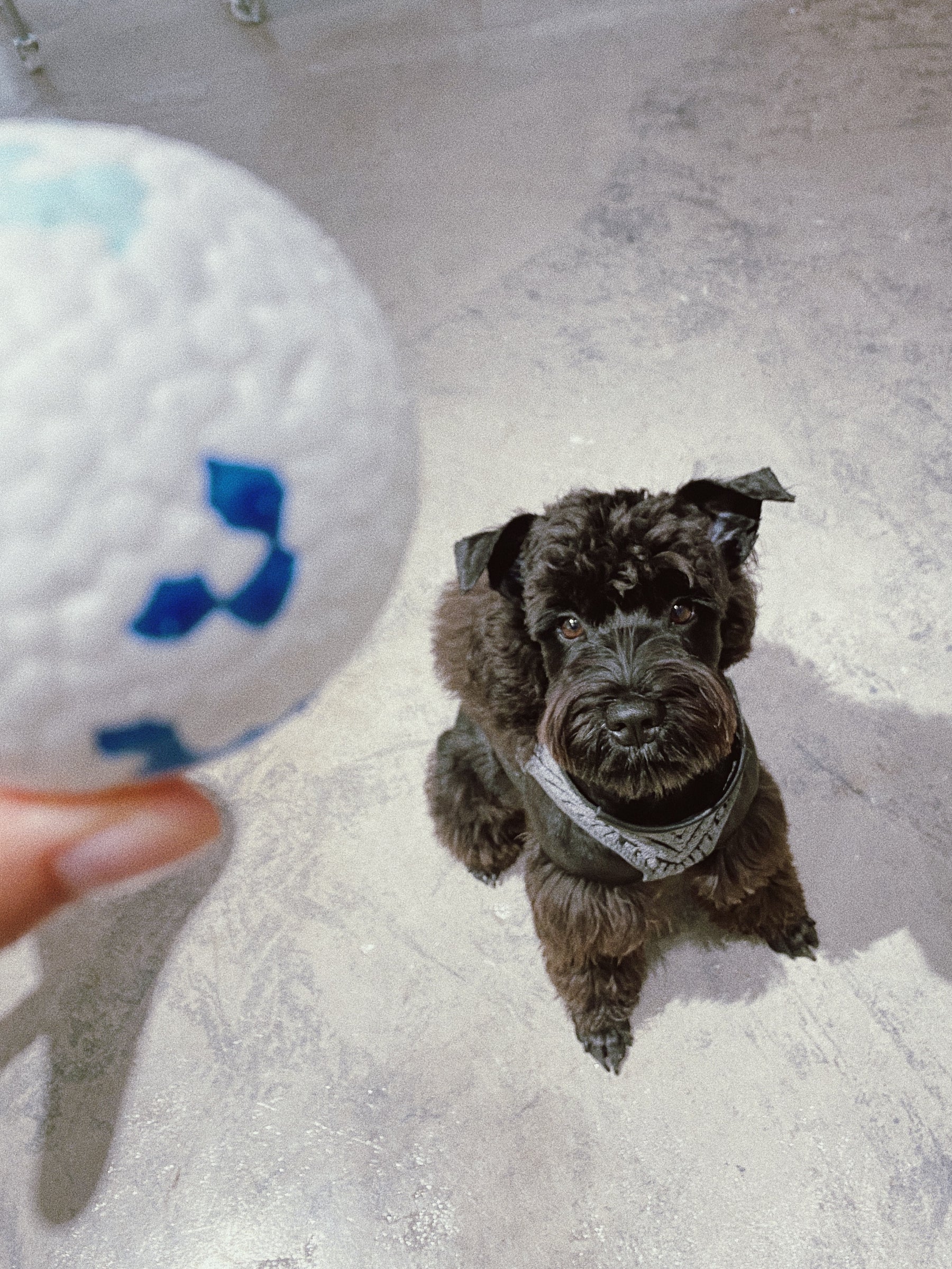 PEACH PIT E-TPU Pet's Chewing Ball Toy