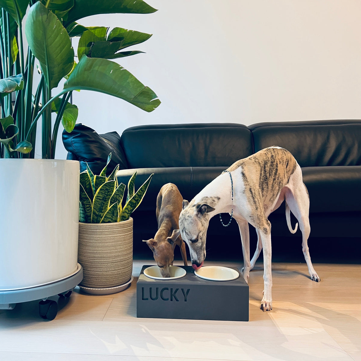DEDELAB Concrete Hardcore Design Pet bowl