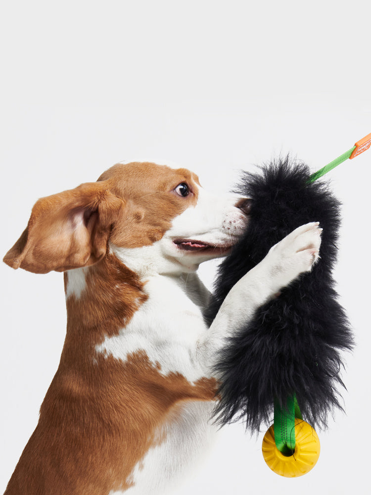 HOWGO 犬のからかいおもちゃ
