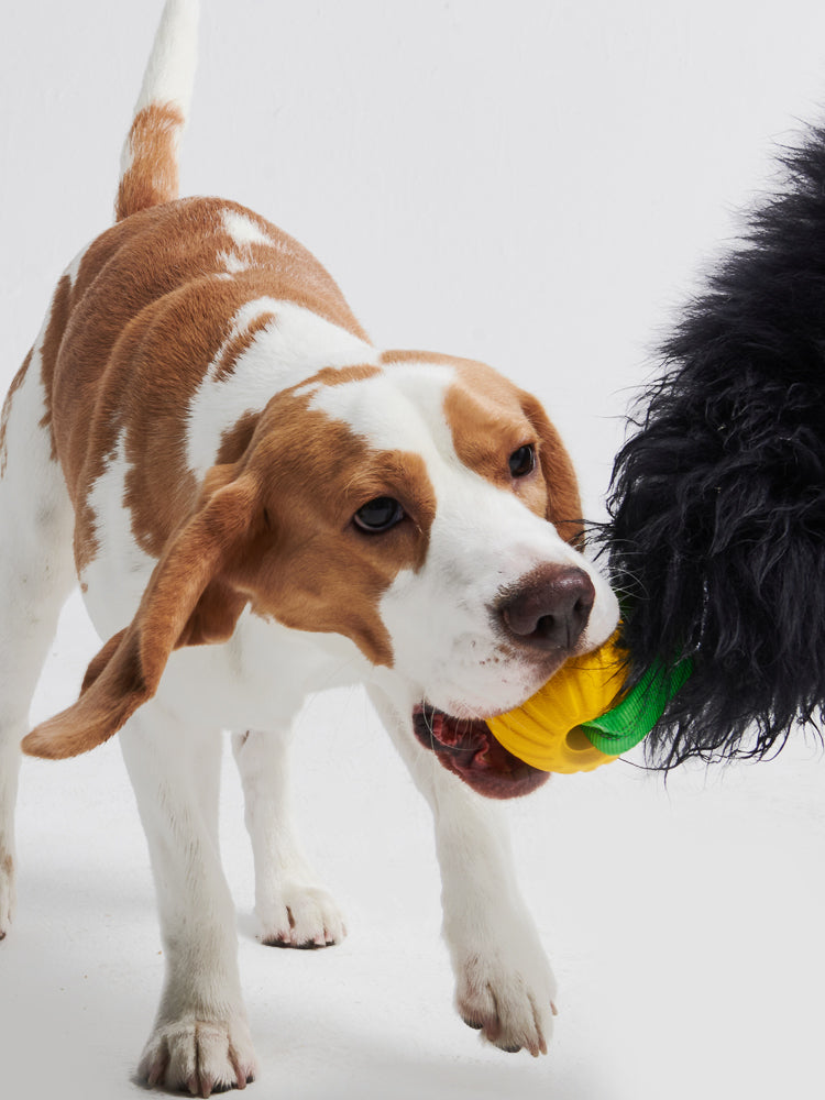 HOWGO 犬のからかいおもちゃ