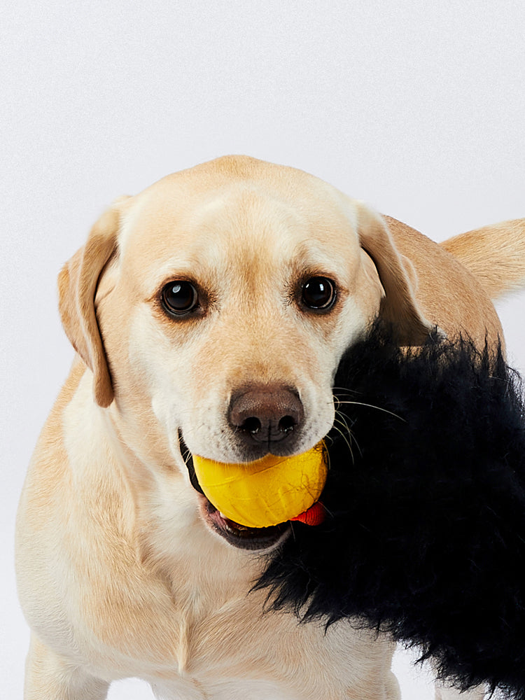 HOWGO 犬のからかいおもちゃ