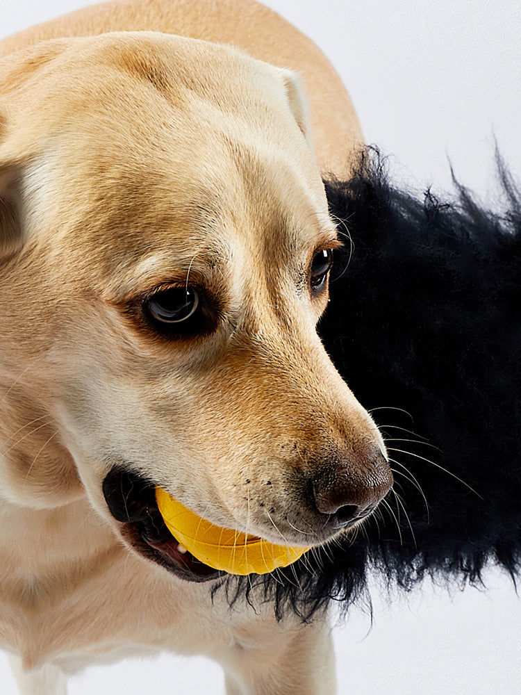 HOWGO 犬のからかいおもちゃ