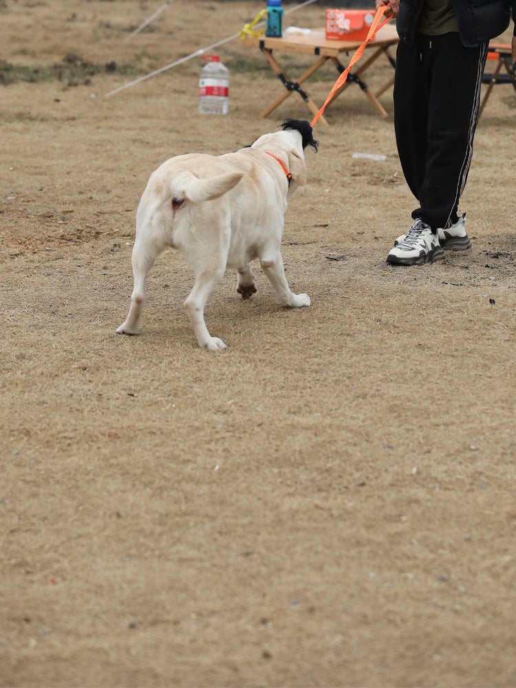 HOWGO 犬のからかいおもちゃ