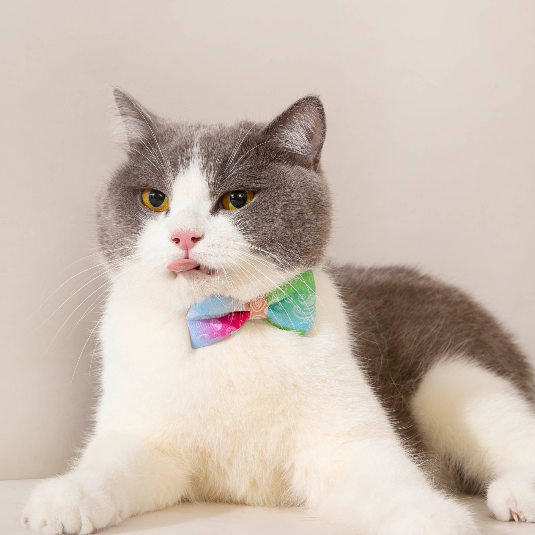 MAOGOUBLUE Cat Bow Tie