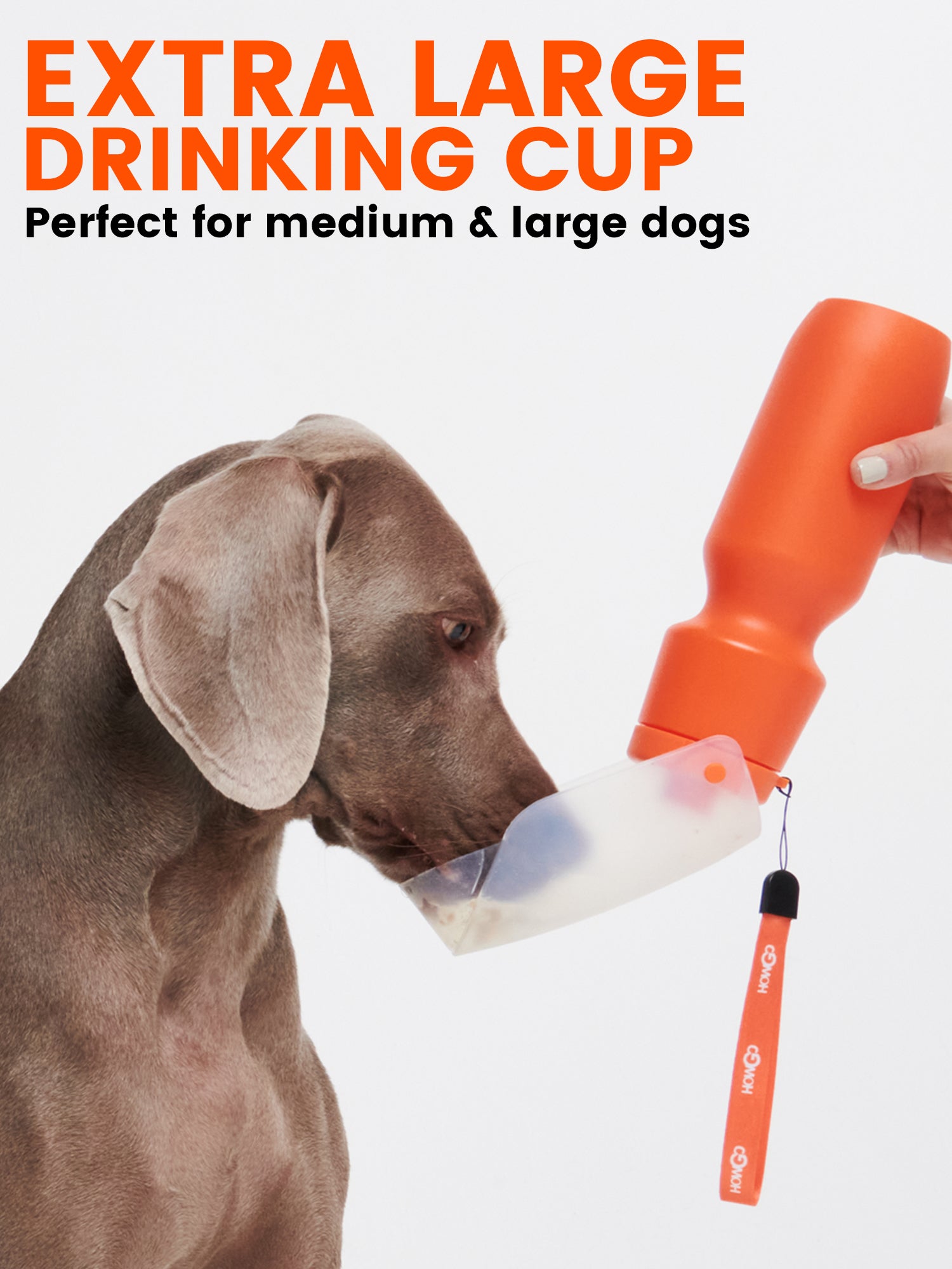 Water bottle for large cheap dogs