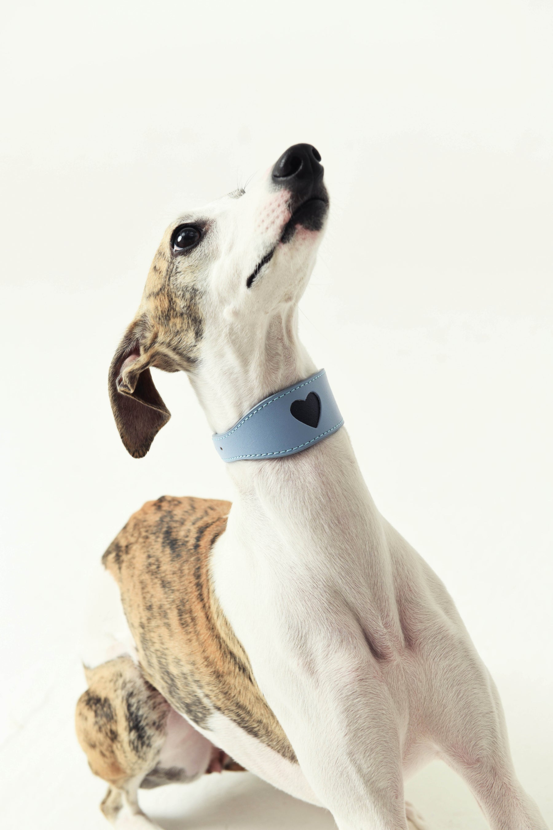 IINEED Leather Dog's Adjustable Collar